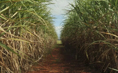 Importado dos EUA, etanol de milho terá CBIOs pela 1ª vez