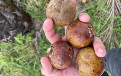 Com uso de macaúba, biorrefinaria da Acelen é a 1ª operação da Chamada Nordeste