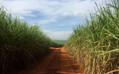Chuvas atrasam moagem de cana e já comprometem produção de açúcar no Brasil